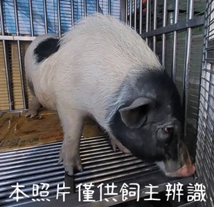 11501248008麝香豬