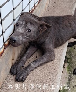 11501260013收-元11