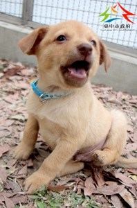 11501196007認養 (1)