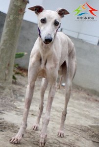 11501260001認養-92