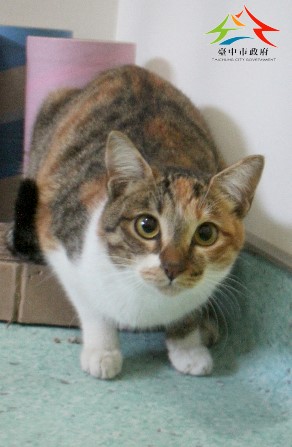 動物編號:11501276004認養-96