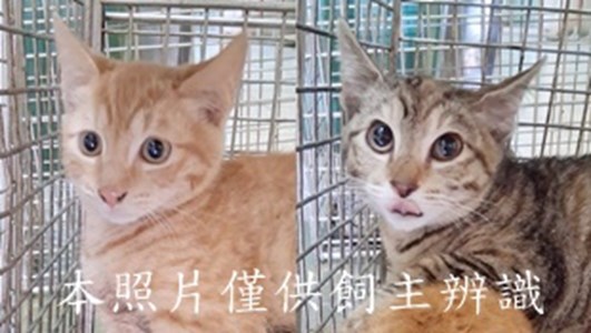 11501300009-10收79-tile