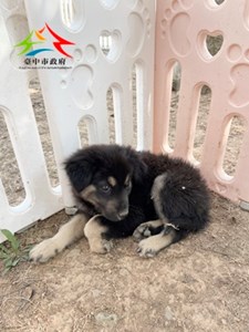 11501180007 (2)金生