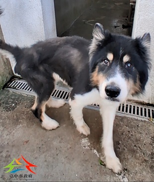 動物編號:11501190002開(1)