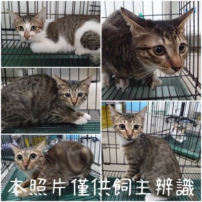 11502076002-6貓