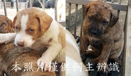 11502240003-4收-tile