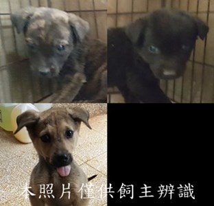 11502240008-10收-tile