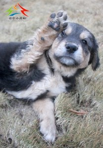 11502246001認養-95