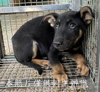 11503040006收21公犬