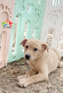 11501198019 中台 (1)