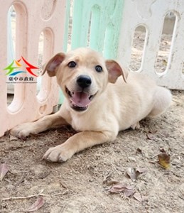 11501198020 中台 (1)