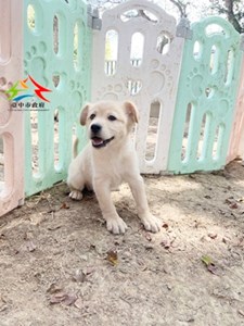 11501198016 中台 (1)