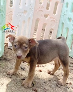 11501236003 中台 (1)