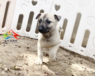 11501088006 中台 (1)