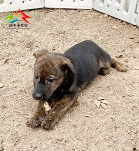 11501088005 安生 (1)