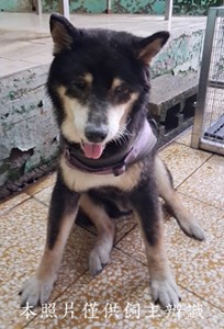 11503060002收-F39-4