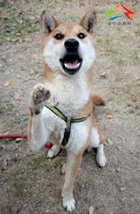 11501166008認養-91