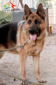 11502096004認養-997