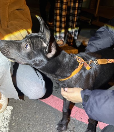 動保處救助該犬情形