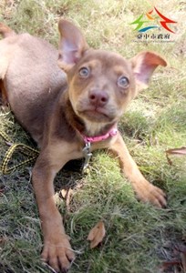 11501236003認養-99