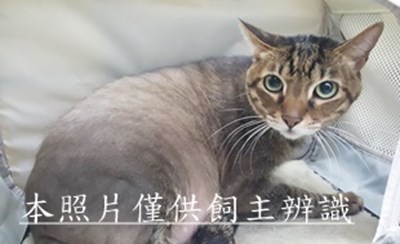 11503120018收-棄貓