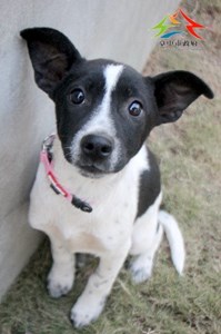 11503046006認養-91