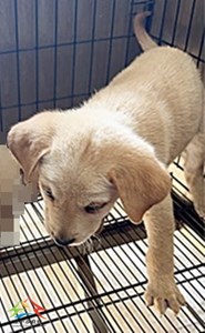 11501280002-3收-幼17