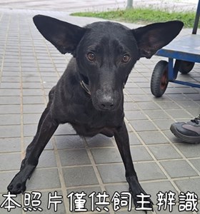 11503166005_4F3棄養