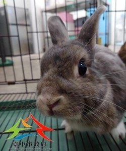 11412228004兔子