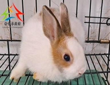 11411178008開-兔子