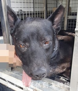 11503250009收-蔡.左耳.左肩有傷口