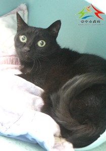 11503020005認養-991