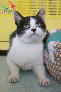 11502286002認養-999