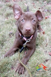 11501236005認養-995