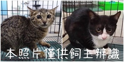 11503296001-2貓
