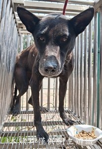 11503290003收-F33-4