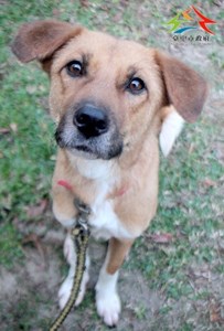 11503126001認養-99996