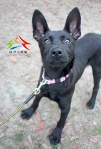 11503246002認養-9995