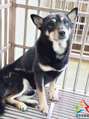 動物編號:11503030010開