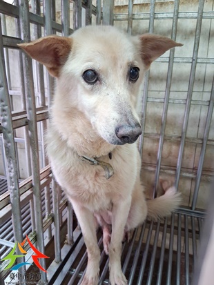 動物編號:11502100010開