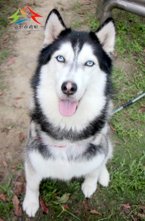 動物編號:11504116009認養-3