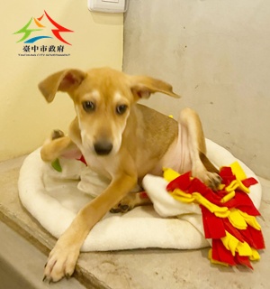 動物編號:11503030006-1