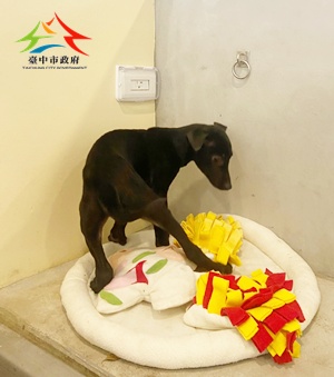 動物編號:11503030022-3