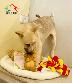 動物編號:11502200008-1