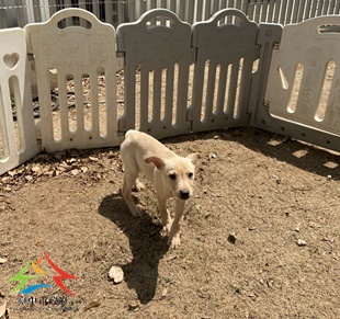 動物編號:11502118013-1