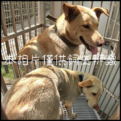 11504206005-6狗