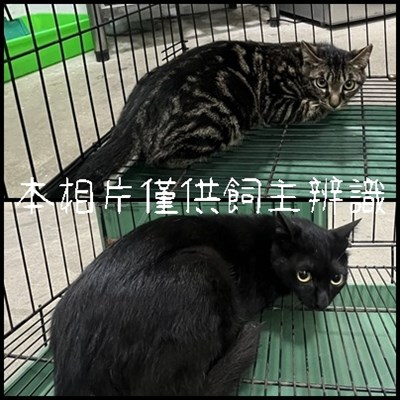 11504206008-9貓