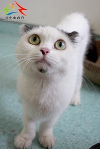 11504090010認養