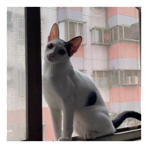photo-output.png