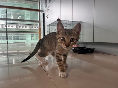 Image (1).jpg